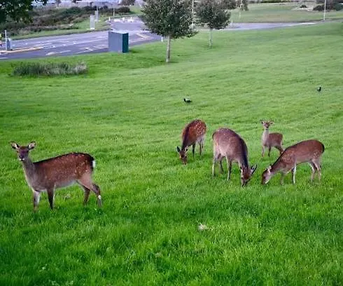 Private Sandyford 2-bed Nr Business Park & M50 Lägenhet *